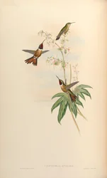 Calothorax evelinae = Calliphlox evelynae